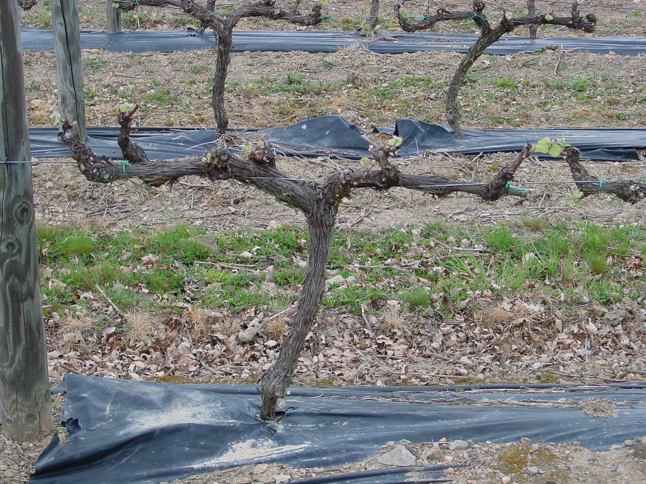 Vignes Vignes